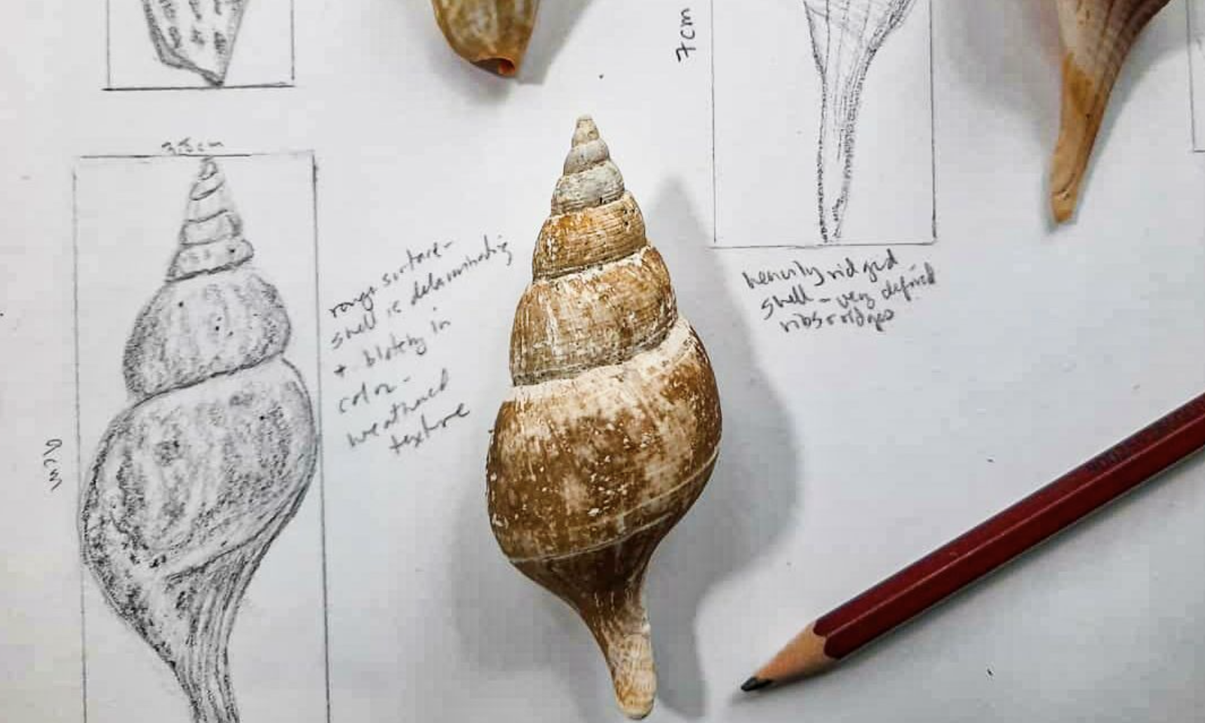 drawing painting from nature